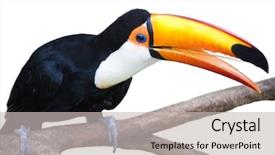  Presentation with white pigeon against the blue - Audience pleasing theme consisting of exotic animal life - beautiful portrait of a toucan backdrop and a light gray colored foreground