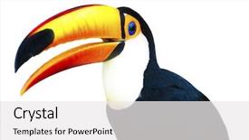  Presentation with animal - Cool new theme with exotic animal life - beautiful portrait of a toucan backdrop and a white colored foreground