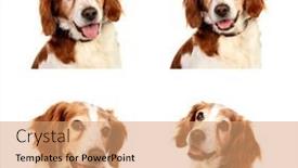  Presentation with dogs - Slides with beautiful-portrait-of-four-hunter background and a coral colored foreground