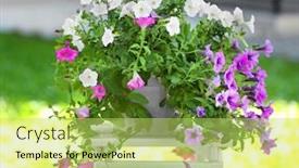  Presentation with plants - Colorful PPT theme enhanced with beautiful-pot-plants-on-colorful backdrop and a yellow colored foreground
