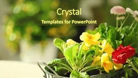  Presentation with blurred flowers - Beautiful slide deck featuring beautiful primula flowers on blurred background backdrop and a tawny brown colored foreground