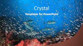  Presentation with coral - Audience pleasing presentation design consisting of beautiful-pristine-underwater-coral-reef backdrop and a teal colored foreground