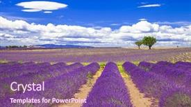  Presentation with lavander - Cool new slide deck with beautiful provence with blooming lavander backdrop and a  colored foreground