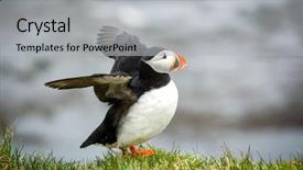  Presentation with rare plants - Presentation with beautiful puffin a rare bird background and a light gray colored foreground