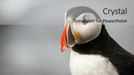  Presentation with rare cars - Colorful presentation theme enhanced with beautiful puffin a rare bird backdrop and a light gray colored foreground