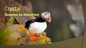  Presentation with bird - Audience pleasing slide deck consisting of beautiful puffin a rare bird backdrop and a tawny brown colored foreground