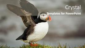  Presentation with bird - Cool new PPT layouts with beautiful puffin a rare bird backdrop and a gray colored foreground