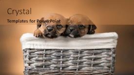  Presentation with wicker - 