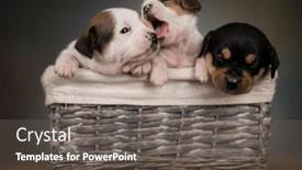  Presentation with wicker - 