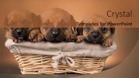  Presentation with wicker - 