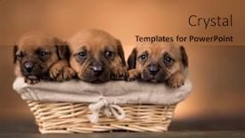  Presentation with wicker - PPT layouts having beautiful-puppies-in-a-wicker background and a coral colored foreground