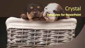  Presentation with wicker - Slide deck having beautiful-puppies-in-a-wicker background and a tawny brown colored foreground