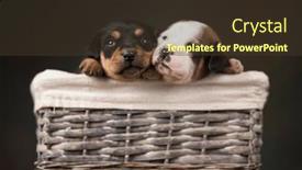  Presentation with wicker - Slides having beautiful-puppies-in-a-wicker background and a tawny brown colored foreground