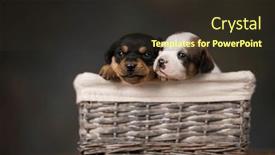  Presentation with wicker - PPT layouts with beautiful-puppies-in-a-wicker background and a tawny brown colored foreground