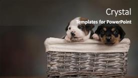  Presentation with wicker - PPT layouts enhanced with beautiful-puppies-in-a-wicker background and a dark gray colored foreground