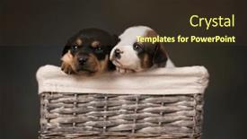  Presentation with wicker - Theme featuring beautiful-puppies-in-a-wicker background and a tawny brown colored foreground
