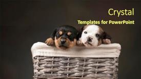  Presentation with wicker - Slides having beautiful-puppies-in-a-wicker background and a wine colored foreground