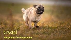  Presentation with puppy - Slides enhanced with beautiful-puppy-french-bulldog-being background and a tawny brown colored foreground