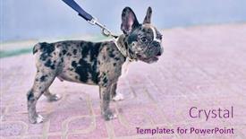 Presentation with leash - Presentation design enhanced with beautiful-puppy-spotted-french-bulldog background and a lemonade colored foreground