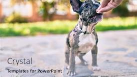  Presentation with prize - Beautiful PPT theme featuring beautiful-puppy-spotted-french-bulldog backdrop and a light gray colored foreground