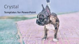  Presentation with leash - Audience pleasing PPT theme consisting of beautiful-puppy-spotted-french-bulldog backdrop and a light blue colored foreground