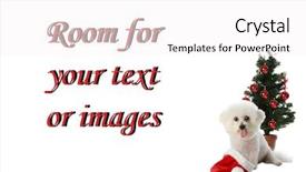 Presentation with pure white - Cool new PPT theme with beautiful pure bred bichon frise celebrates christmas and winter holidays while isolated on white with room for your text or images backdrop and a white colored foreground