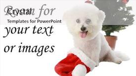  Presentation with pure white - Slides enhanced with beautiful pure bred bichon frise celebrates christmas and winter holidays while isolated on white with room for your text or images background and a white colored foreground