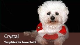  Presentation with complete - Cool new slide deck with beautiful pure breed bichon frise dog wears her red and white christmas holiday necklace complete with brass bells as she poses for her portrait on black velvet in a photo studio focus on her face backdrop and a tawny brown colored foreground