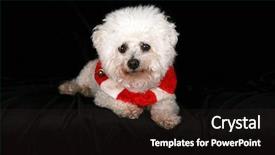  Presentation with complete - Amazing slide set having beautiful pure breed bichon frise dog wears her red and white christmas holiday necklace complete with brass bells as she poses for her portrait on black velvet in a photo studio focus on her face backdrop and a wine colored foreground