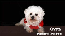  Presentation with complete - PPT layouts with beautiful pure breed bichon frise dog wears her red and white christmas holiday necklace complete with brass bells as she poses for her portrait on black velvet in a photo studio focus on her face background and a tawny brown colored foreground