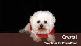  Presentation with pure white - Theme having beautiful pure breed bichon frise dog wears her red and white christmas holiday necklace complete with brass bells as she poses for her portrait on black velvet in a photo studio focus on her face background and a tawny brown colored foreground