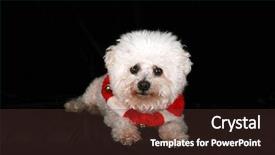  Presentation with pure white - Cool new theme with beautiful pure breed bichon frise dog wears her red and white christmas holiday necklace complete with brass bells as she poses for her portrait on black velvet in a photo studio focus on her face backdrop and a tawny brown colored foreground