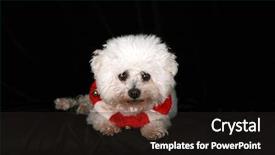  Presentation with complete - PPT theme featuring beautiful pure breed bichon frise dog wears her red and white christmas holiday necklace complete with brass bells as she poses for her portrait on black velvet in a photo studio focus on her face background and a dark gray colored foreground