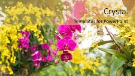  Presentation with rustic purple flower - Audience pleasing PPT layouts consisting of beautiful purple and yellow orchid backdrop and a yellow colored foreground