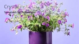  Presentation with geranium - PPT layouts featuring beautiful-purple-bouquet background and a sky blue colored foreground
