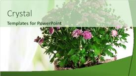  Presentation with curtains - Beautiful PPT layouts featuring beautiful purple chrysanthemum flowers on light curtains background backdrop and a soft green colored foreground