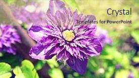  Presentation with nature purple - PPT theme having beautiful purple clematis on blurred background and a  colored foreground