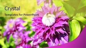  Presentation with nature purple - Beautiful presentation theme featuring beautiful purple clematis on blurred backdrop and a  colored foreground