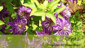  Presentation with clematis - Beautiful presentation theme featuring beautiful purple clematis on blurred backdrop and a  colored foreground