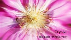  Presentation with clematis - Cool new slides with beautiful-purple-clematis backdrop and a coral colored foreground