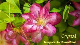  Presentation with clematis - Slide deck consisting of beautiful purple clematis background and a  colored foreground