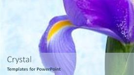  Presentation with iris flower - Slide deck consisting of beautiful purple color iris flower studio shot background and a sky blue colored foreground