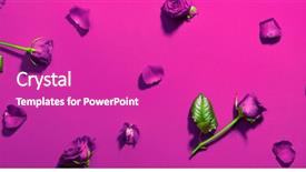  Presentation with purple rose - Amazing PPT layouts having beautiful purple color roses backdrop backdrop and a purple colored foreground