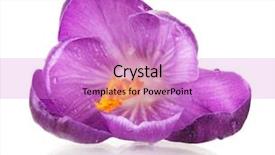  Presentation with purple crocus - PPT theme with beautiful purple crocus isolated on white background and a lilac colored foreground