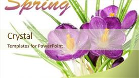  Presentation with purple crocus - Audience pleasing theme consisting of beautiful purple crocuses close-up backdrop and a cream colored foreground