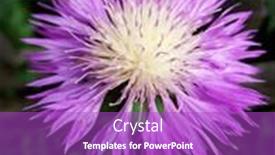  Presentation with purple - Slide deck featuring beautiful-purple-flower-centaurea-dealbata background and a purple colored foreground