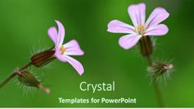  Presentation with geranium - Theme having beautiful-purple-flower-herb-robert background and a forest green colored foreground