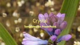  Presentation with wild flower - Presentation theme with beautiful-purple-flower-of-steppe background and a tawny brown colored foreground