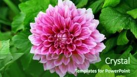  Presentation with purple green - Cool new presentation with beautiful purple flower with drops of water against green vegetation backdrop and a forest green colored foreground