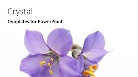  Presentation with purple flowers - Slides with beautiful purple flowers against white background and a white colored foreground